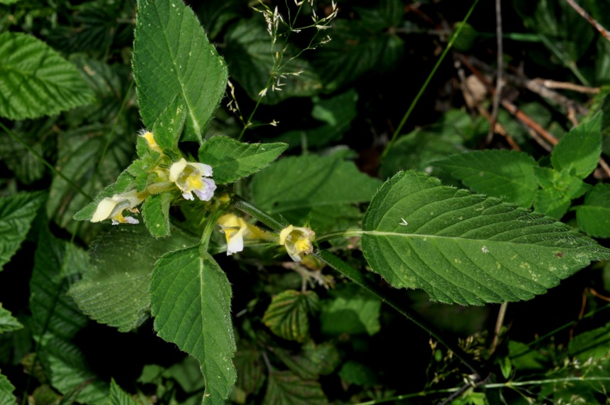 Galeopsis segetum / Canapetta campestre