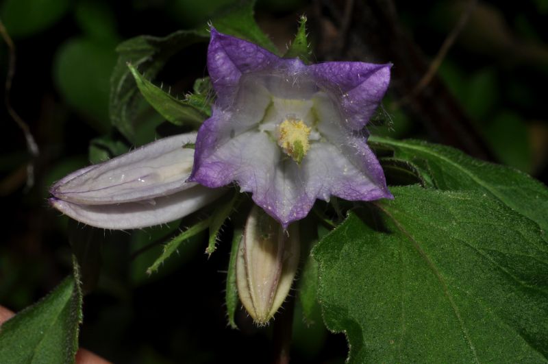 Cornaredo (MI): Campanula trachelium