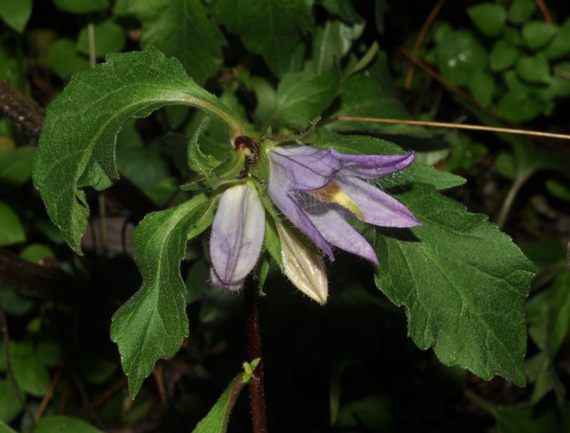 Cornaredo (MI): Campanula trachelium