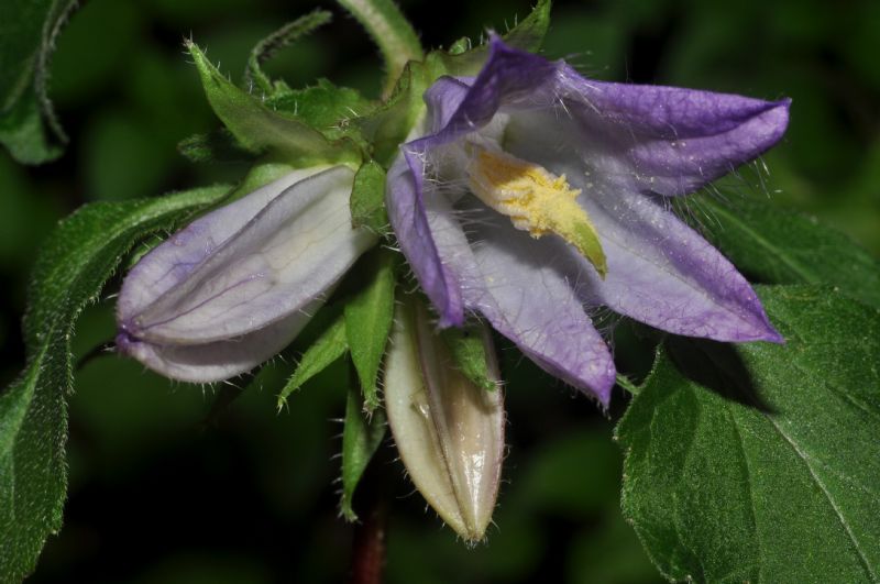 Cornaredo (MI): Campanula trachelium