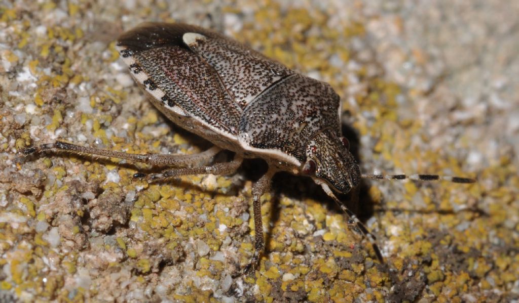Pentatomidae: Holcostethus albipes della Toscana (AR)