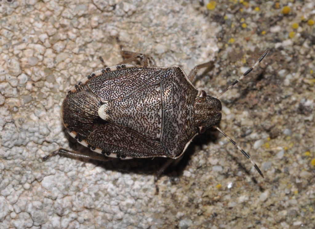 Pentatomidae: Holcostethus albipes della Toscana (AR)