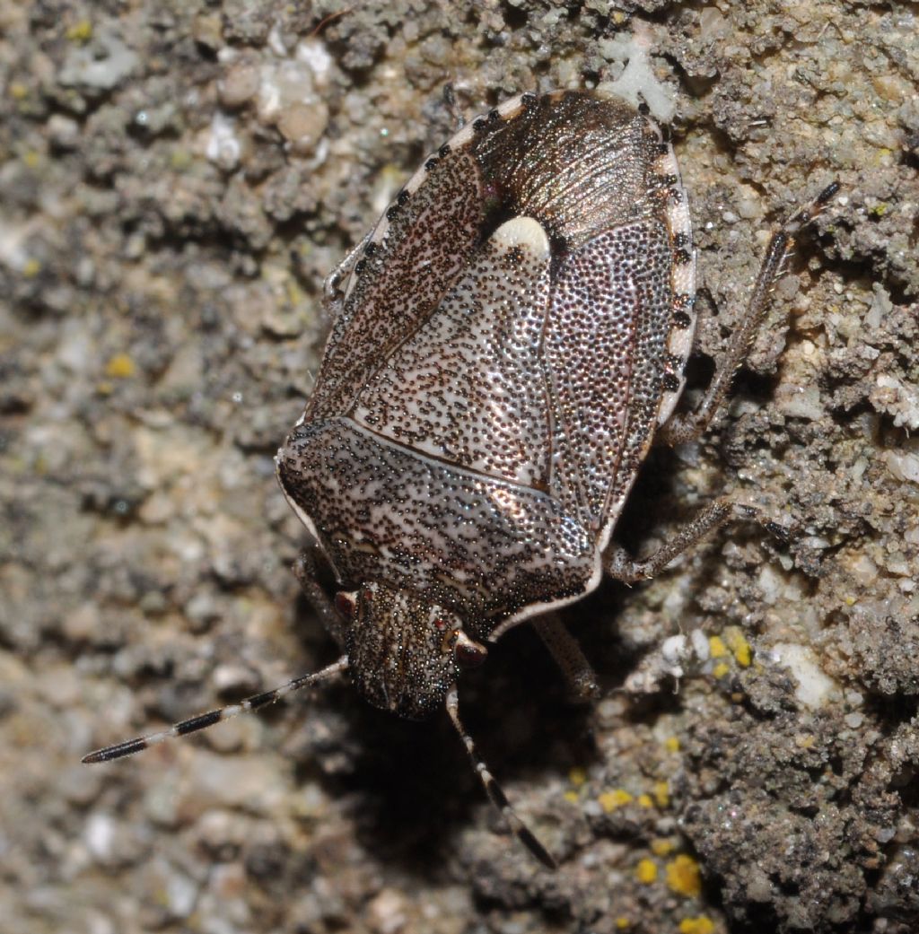 Pentatomidae: Holcostethus albipes della Toscana (AR)