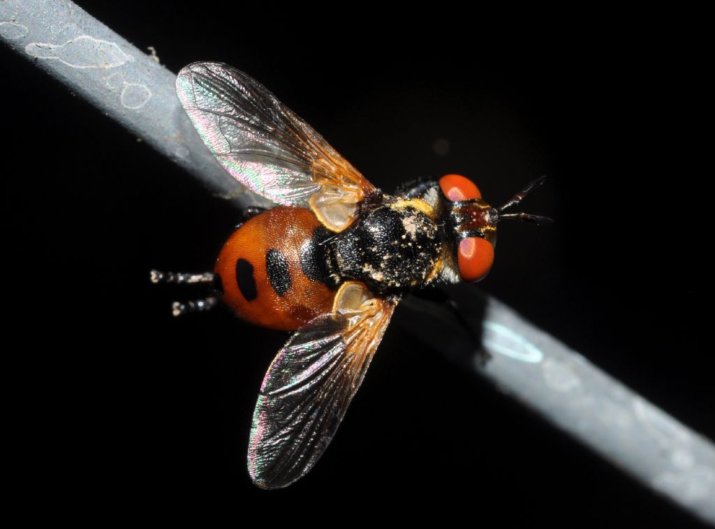 Tachinidae?