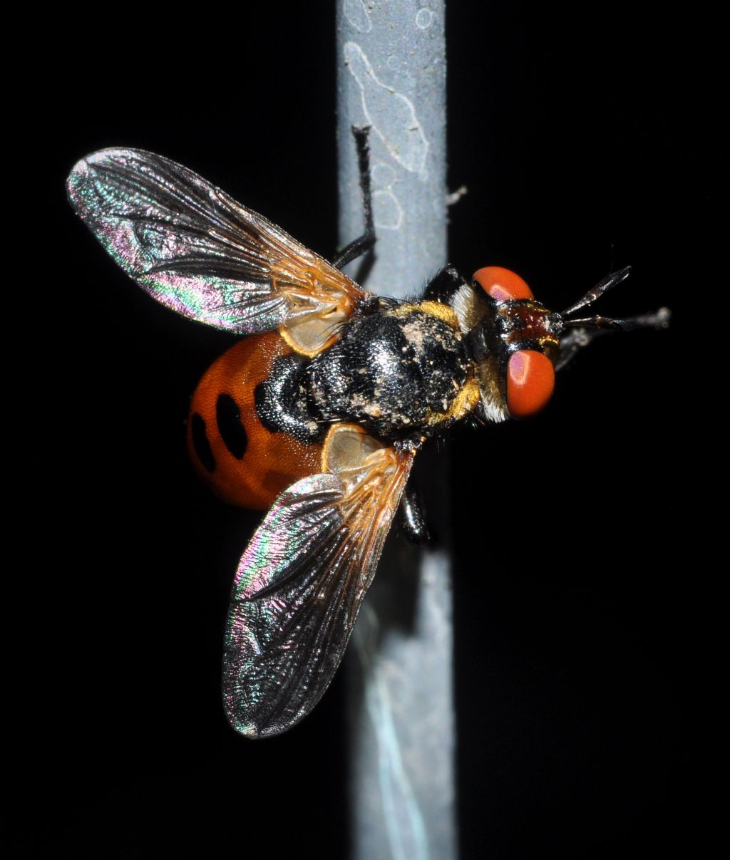 Tachinidae?