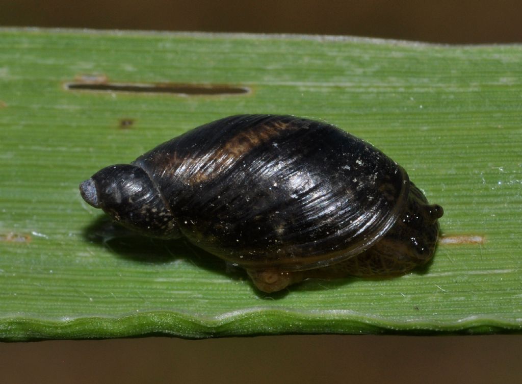 chiocciola da id (2)