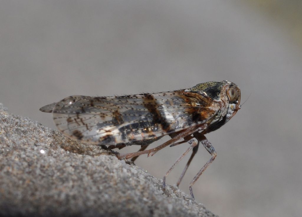 da identificare: cixide : Cixius nervosus