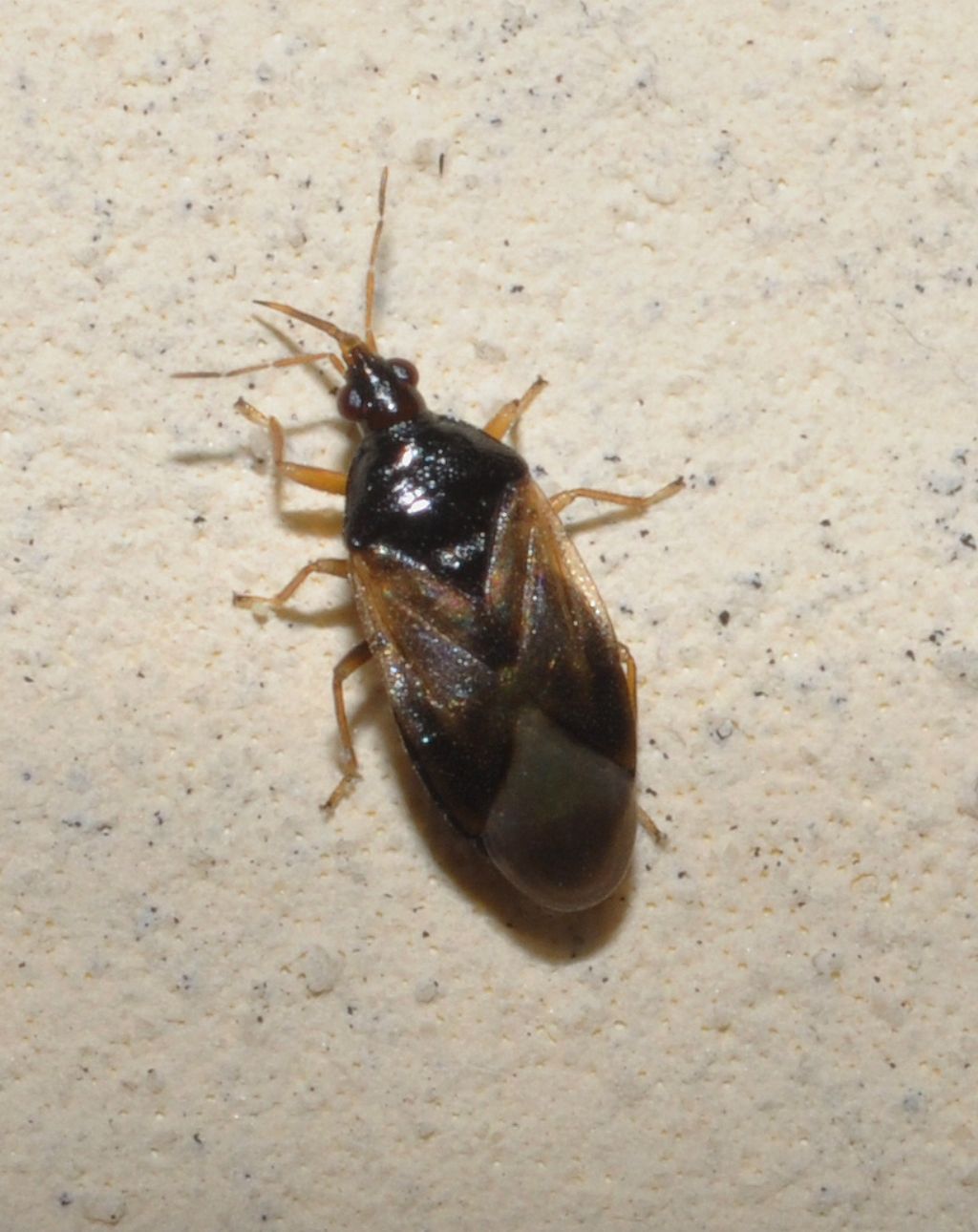 Anthocoridae: Orius sp. della Lombardia (BG)