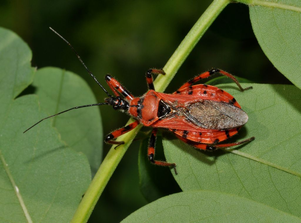 conferma Rhynocoris: Rhynocoris rubricus