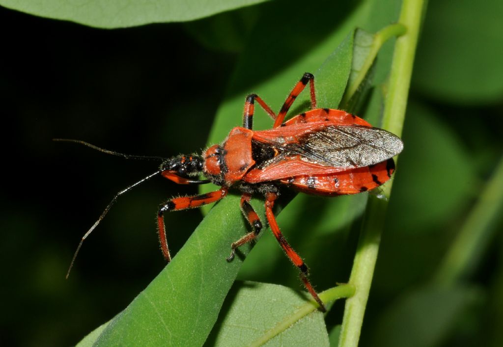 conferma Rhynocoris: Rhynocoris rubricus