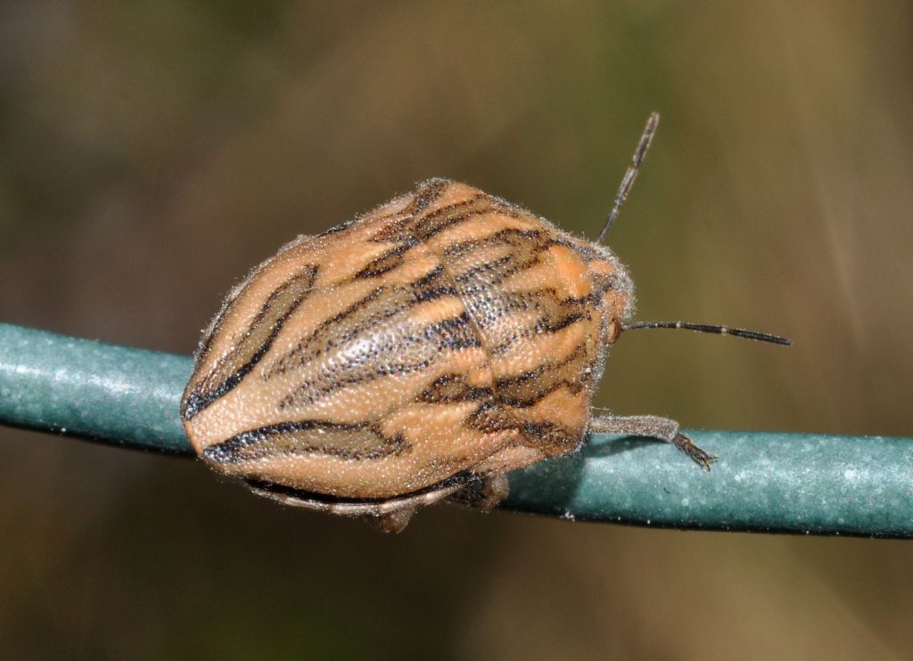 Scutelleridae: Odontotarsus purpureolineatus della Toscana