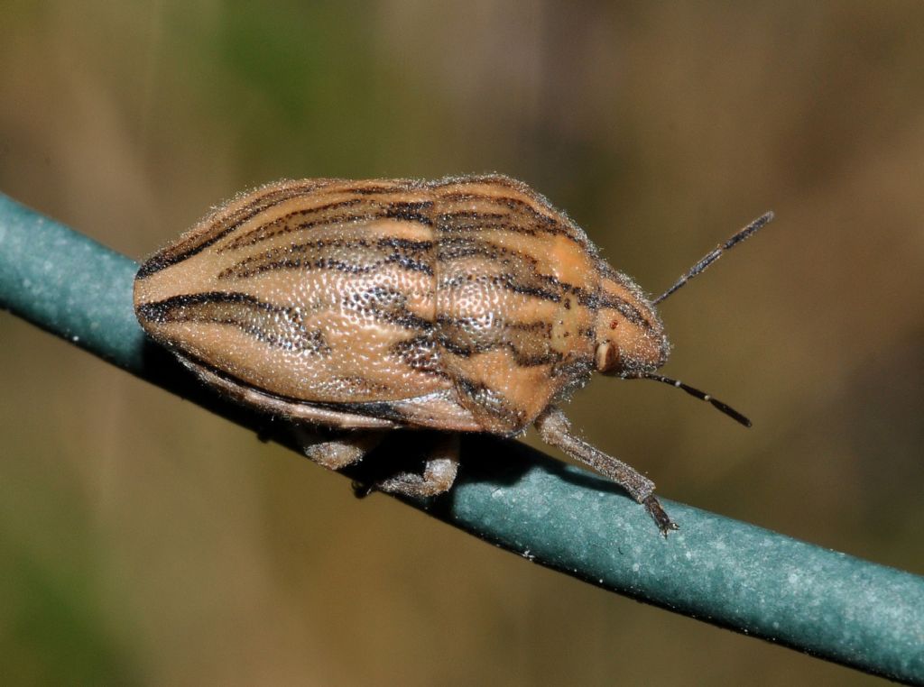 Scutelleridae: Odontotarsus purpureolineatus della Toscana