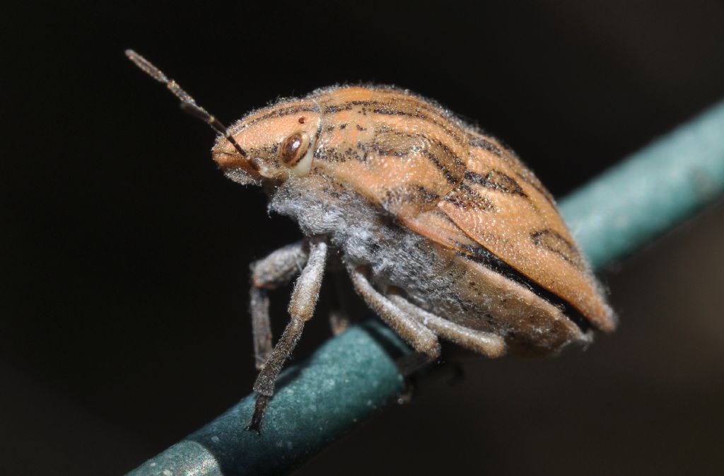 Scutelleridae: Odontotarsus purpureolineatus della Toscana