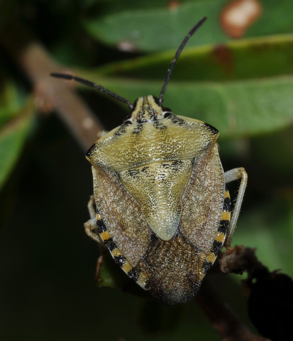 Pentatomidae: Carpocoris pudicus della Lombardia (MI)