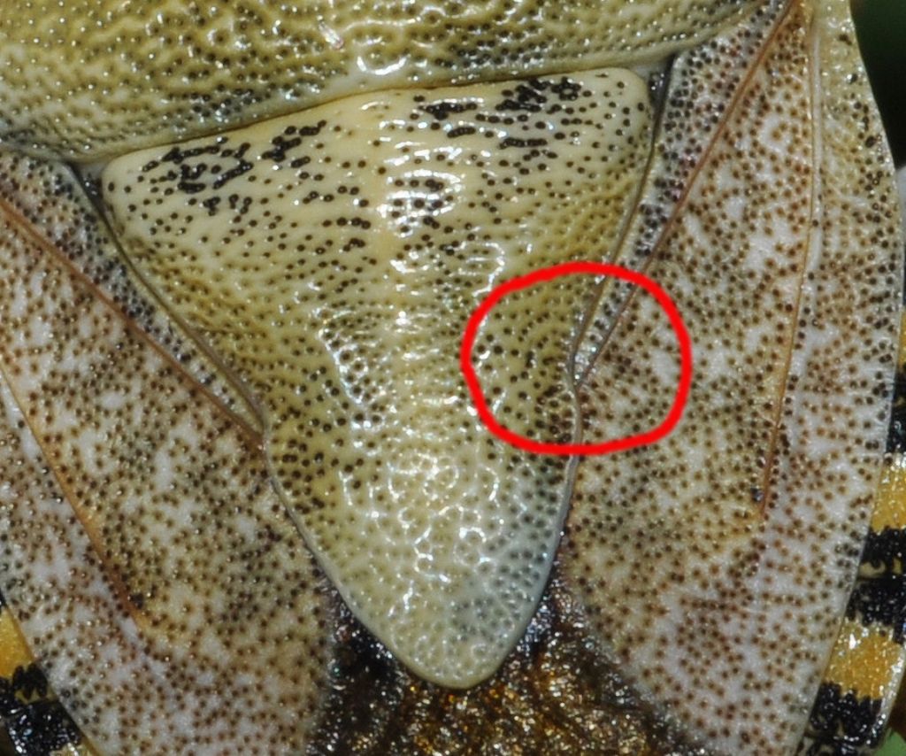 Pentatomidae: Carpocoris pudicus della Lombardia (MI)