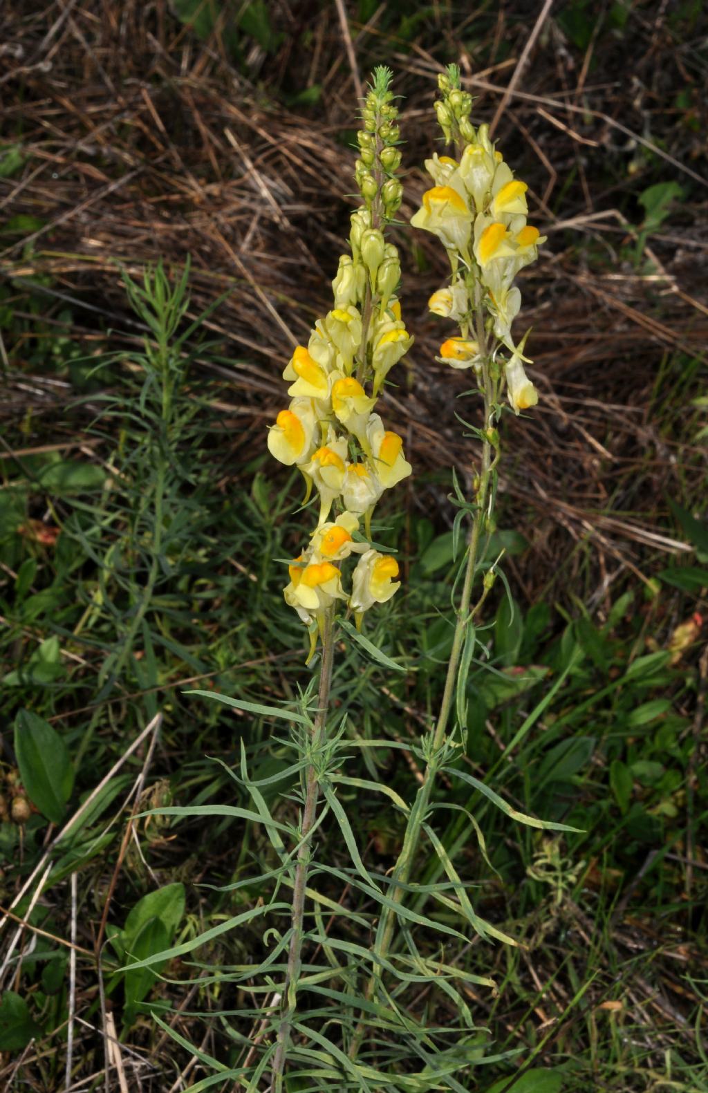 Fabales (forse) da determinare - no, Linaria vulgaris