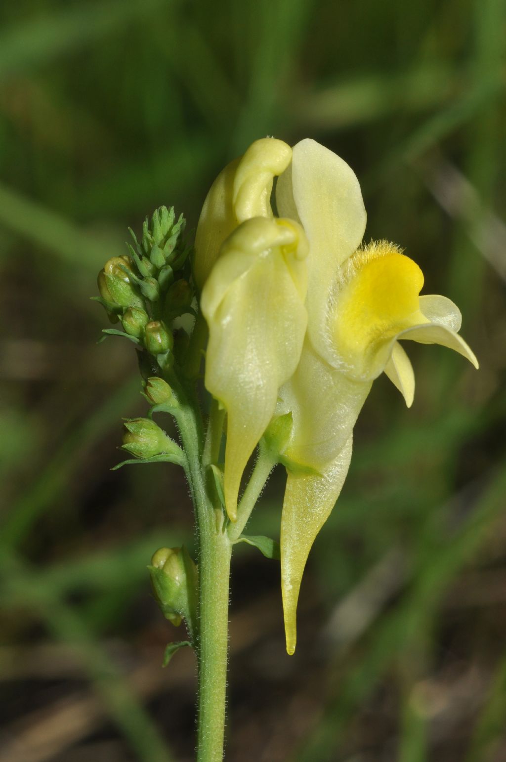 Fabales (forse) da determinare - no, Linaria vulgaris
