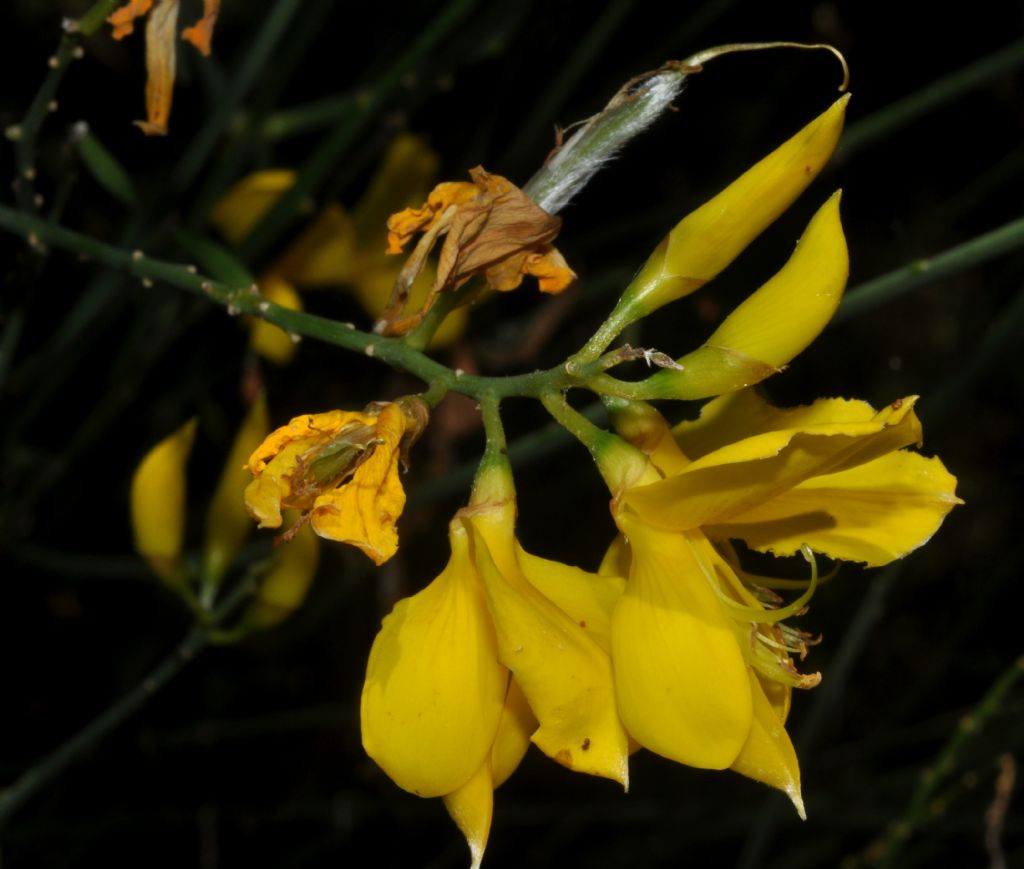 Ginestra...