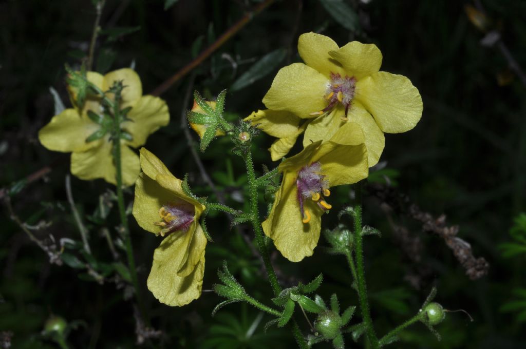 Verbascum da determinare - Verbascum blattaria