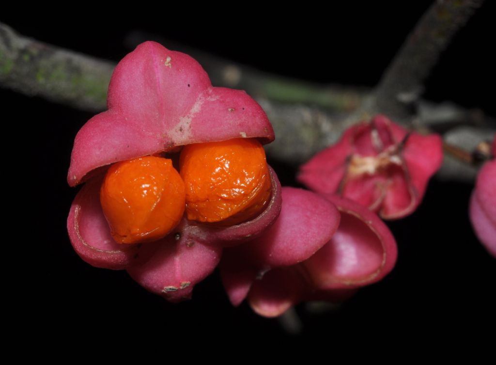 Euonymus europaeus / Fusaria comune, Berretto da prete