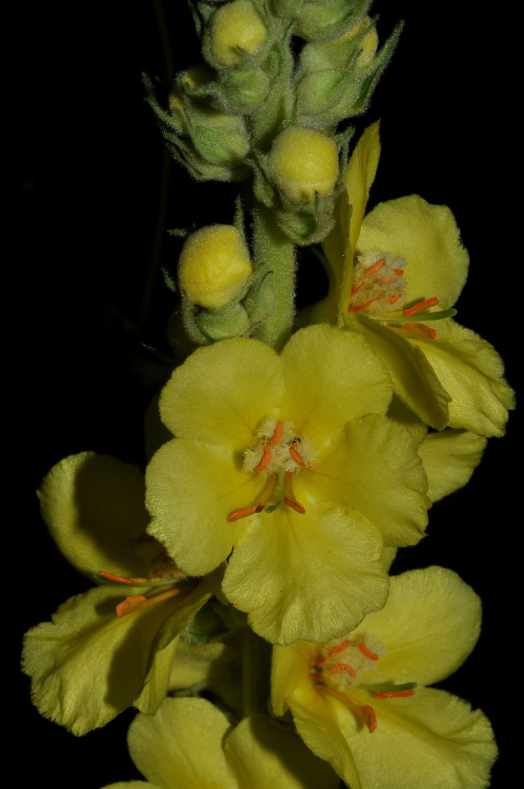 altro Verbascum...