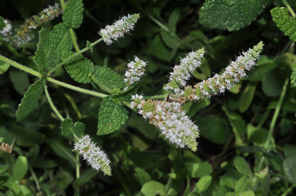 Mentha da id