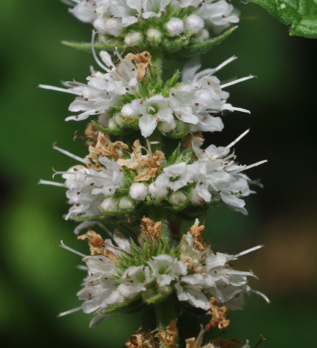 Mentha da id