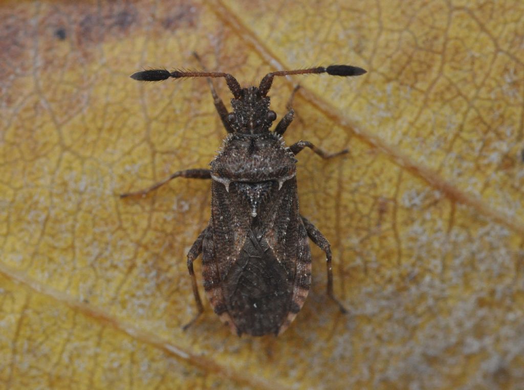 Coreidae: Strobilotoma typhaecornis della Toscana (AR)