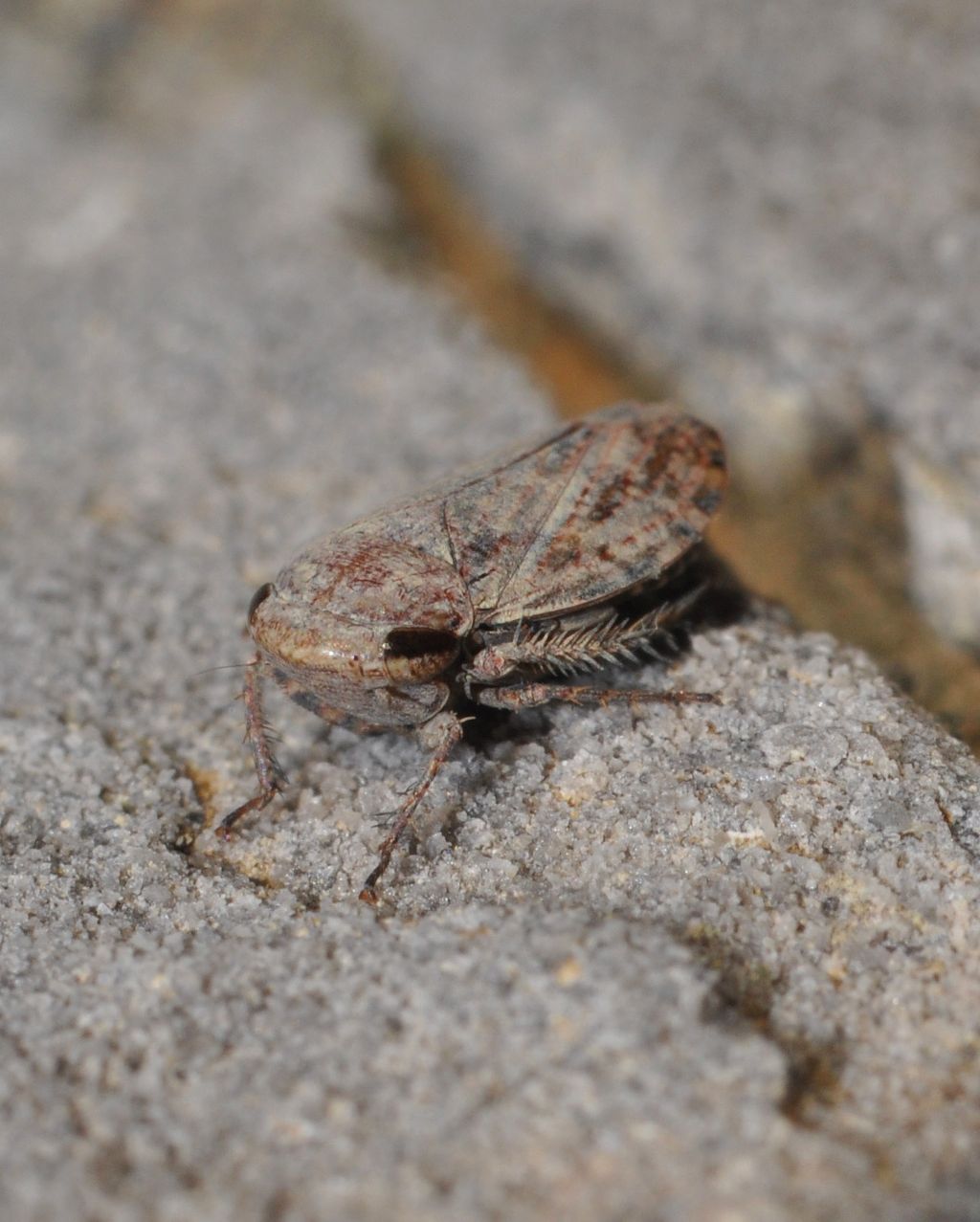 Cicadellidae: Goniagnathus brevis della Toscana (AR)