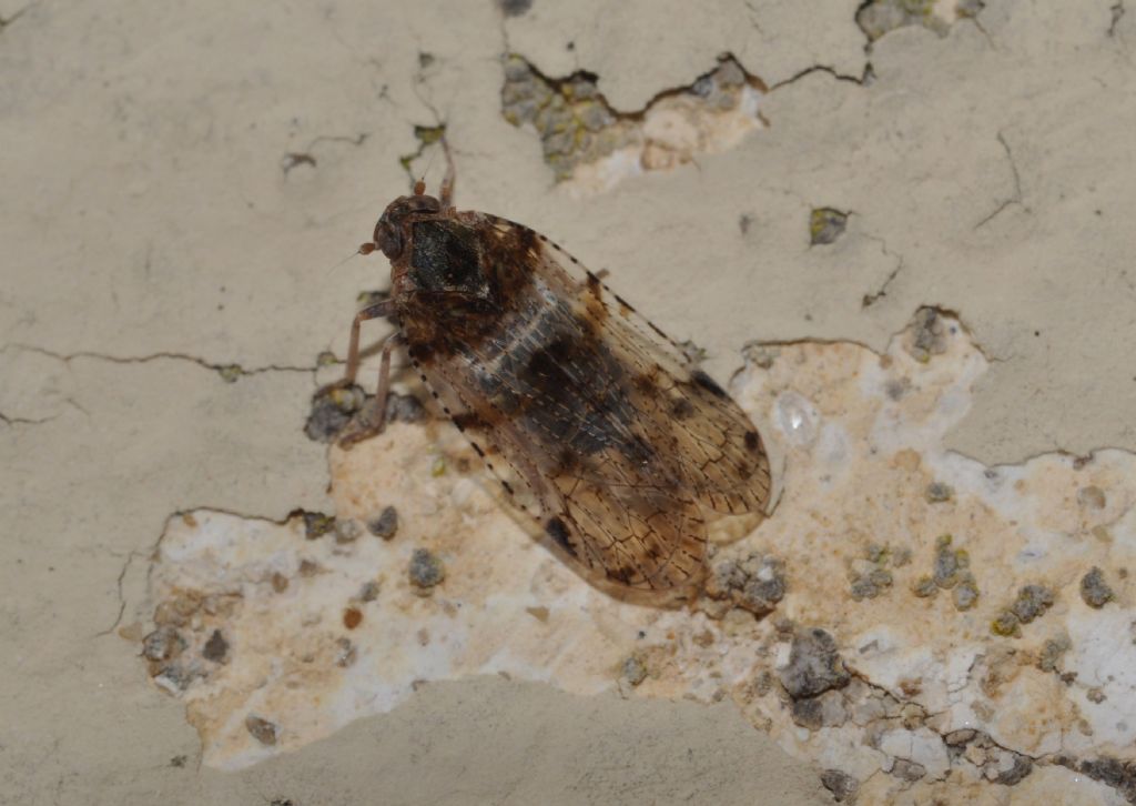 da identificare: cixide : Cixius nervosus