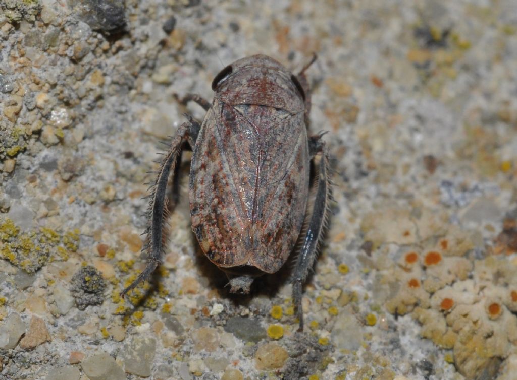 Cicadellidae: Goniagnathus brevis della Toscana (AR)