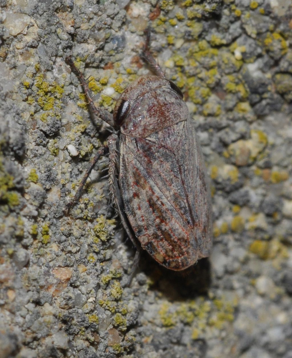 Cicadellidae: Goniagnathus brevis della Toscana (AR)