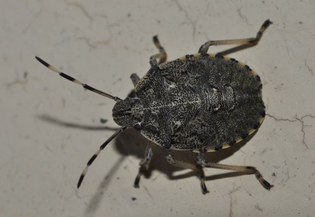 Pentatomidae: Rhaphigaster nebulosa (ninfa)