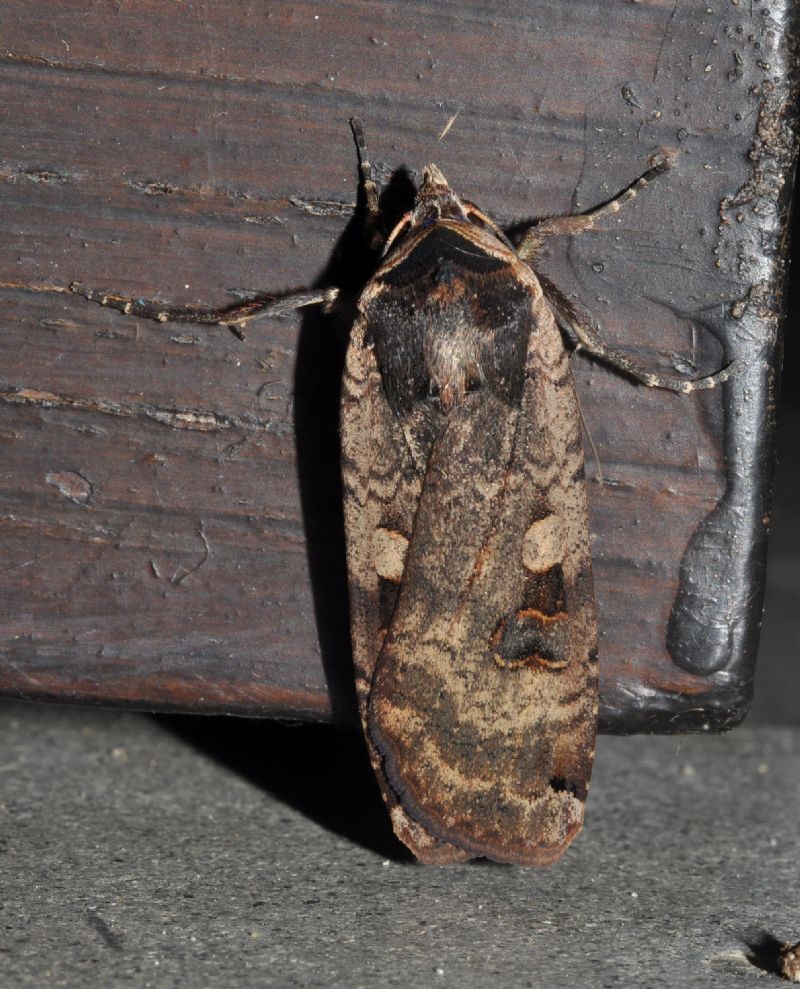 Noctuidae da id