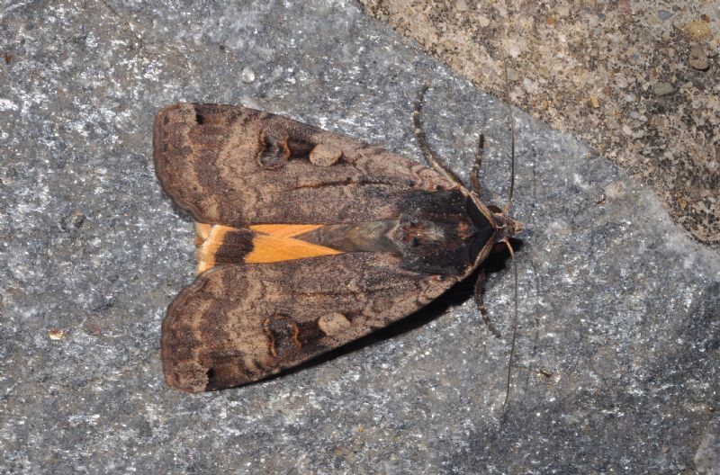 Noctuidae da id