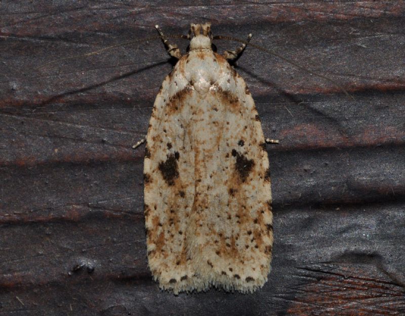 Tortricidae da id