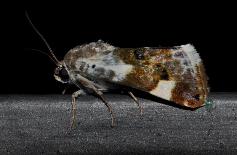 Tortricidae da id (2)