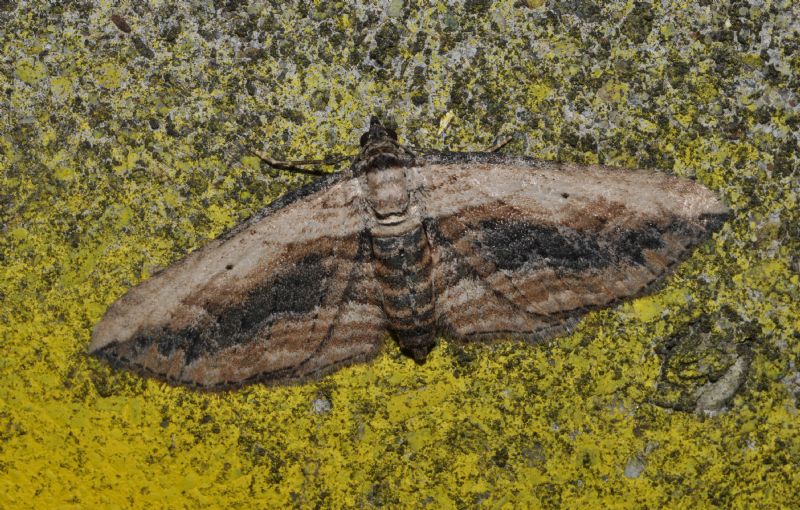Geometridae da id