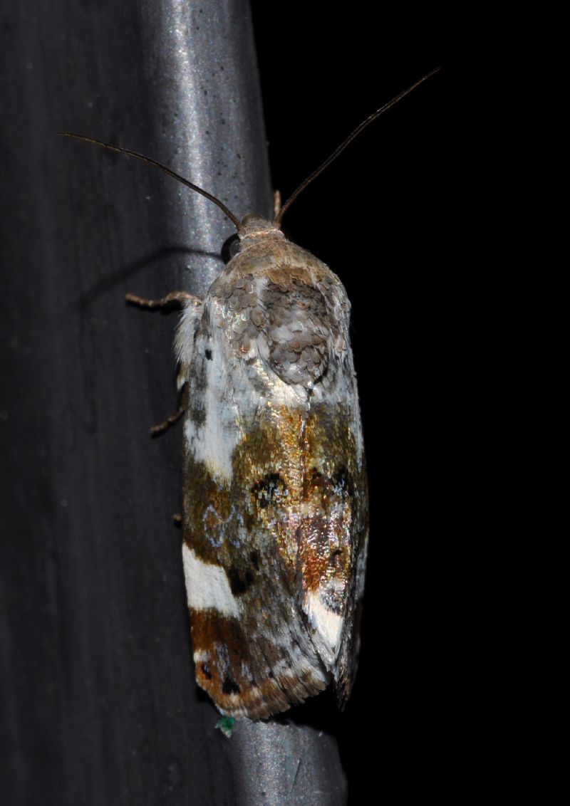 Tortricidae da id (2)