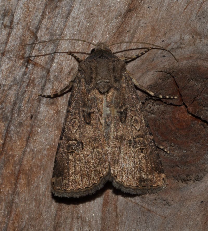 Noctuidae da id (2)