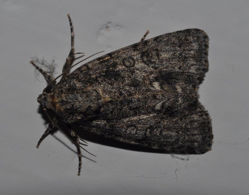 Noctuidae da id
