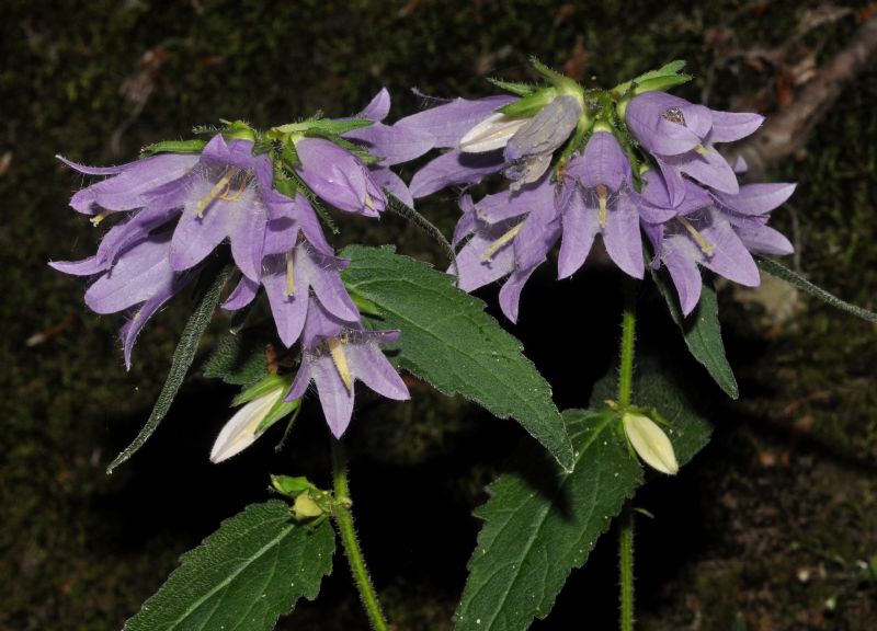 Campanula trachelium / Campanula selvatica