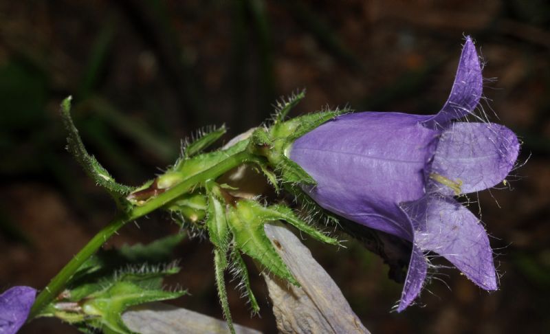 Campanula trachelium / Campanula selvatica