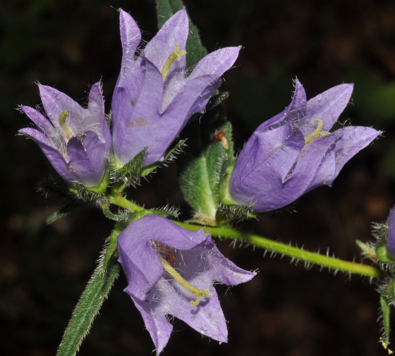 Campanula trachelium / Campanula selvatica