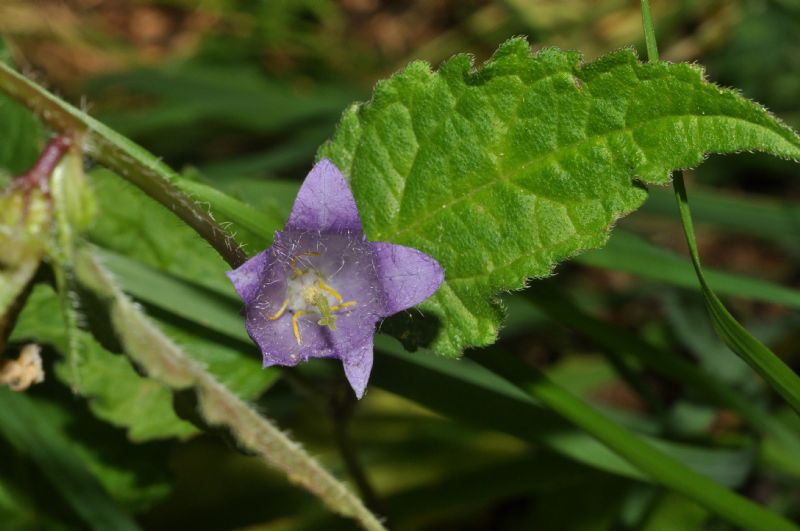 Campanula trachelium / Campanula selvatica