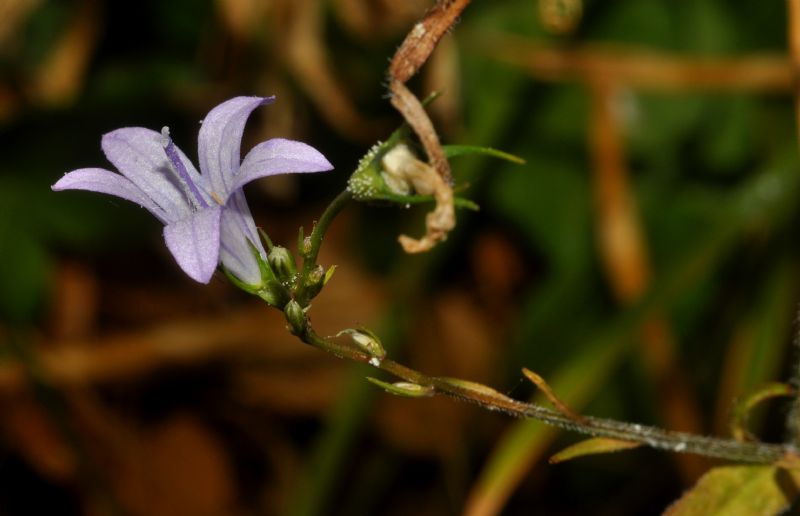 Campanula rapunculus