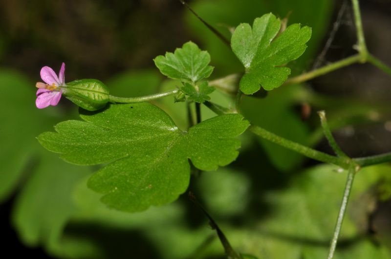 Geranium lucidum / Geranio lucido