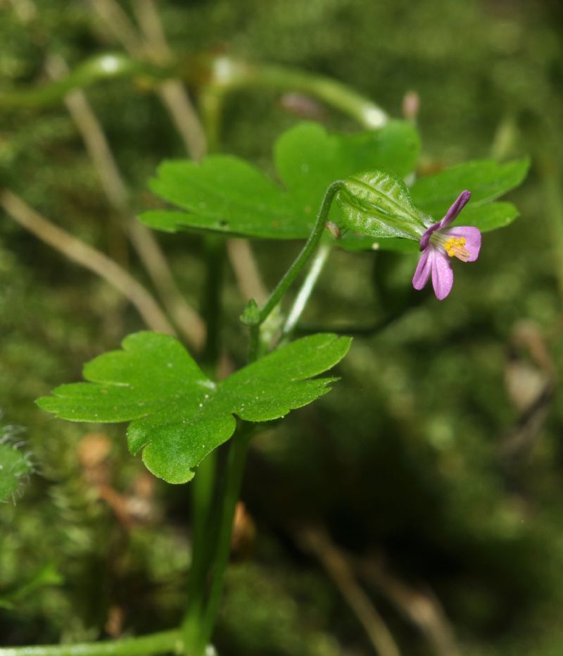 Geranium lucidum / Geranio lucido