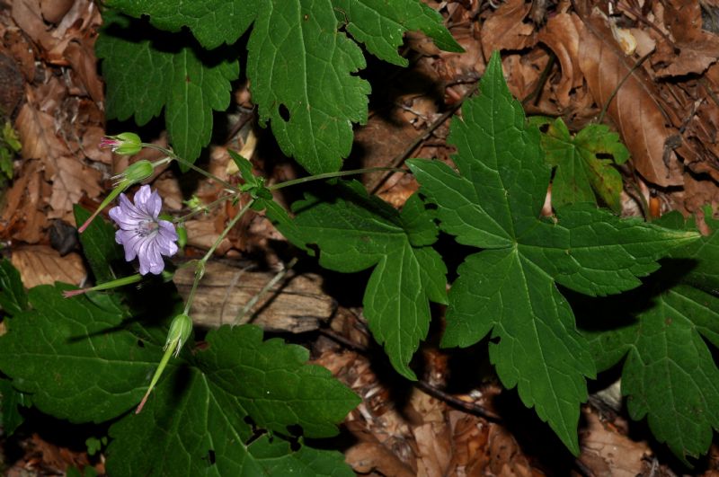 Geranium nodosum