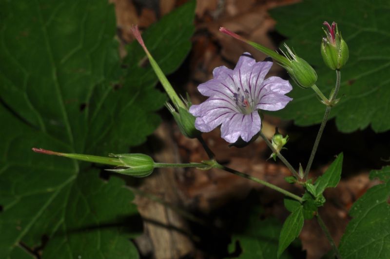 Geranium nodosum